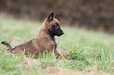 MALINOIS 846